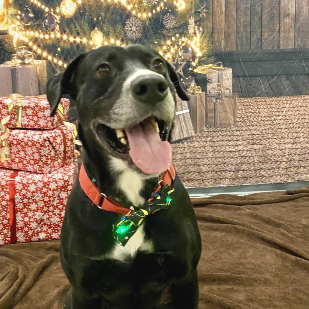 Enlarge Blackhawk, a Adoptable Mixed Breed in Vineland, NJ image 2/4