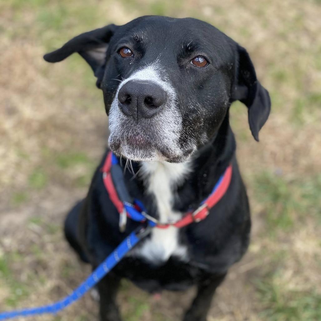 Enlarge Blackhawk, a Adoptable Mixed Breed in Vineland, NJ image 3/4