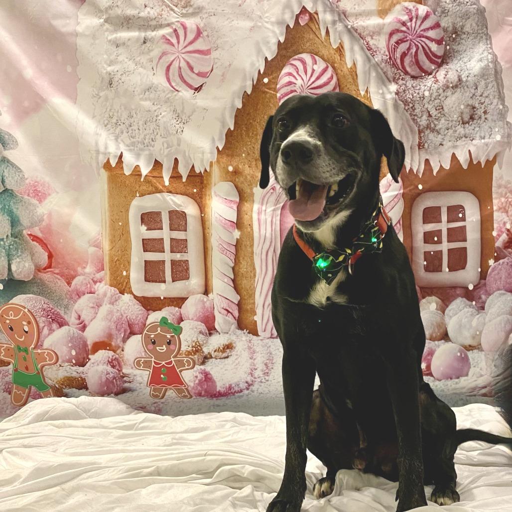 Enlarge Blackhawk, a Adoptable Mixed Breed in Vineland, NJ image 4/4