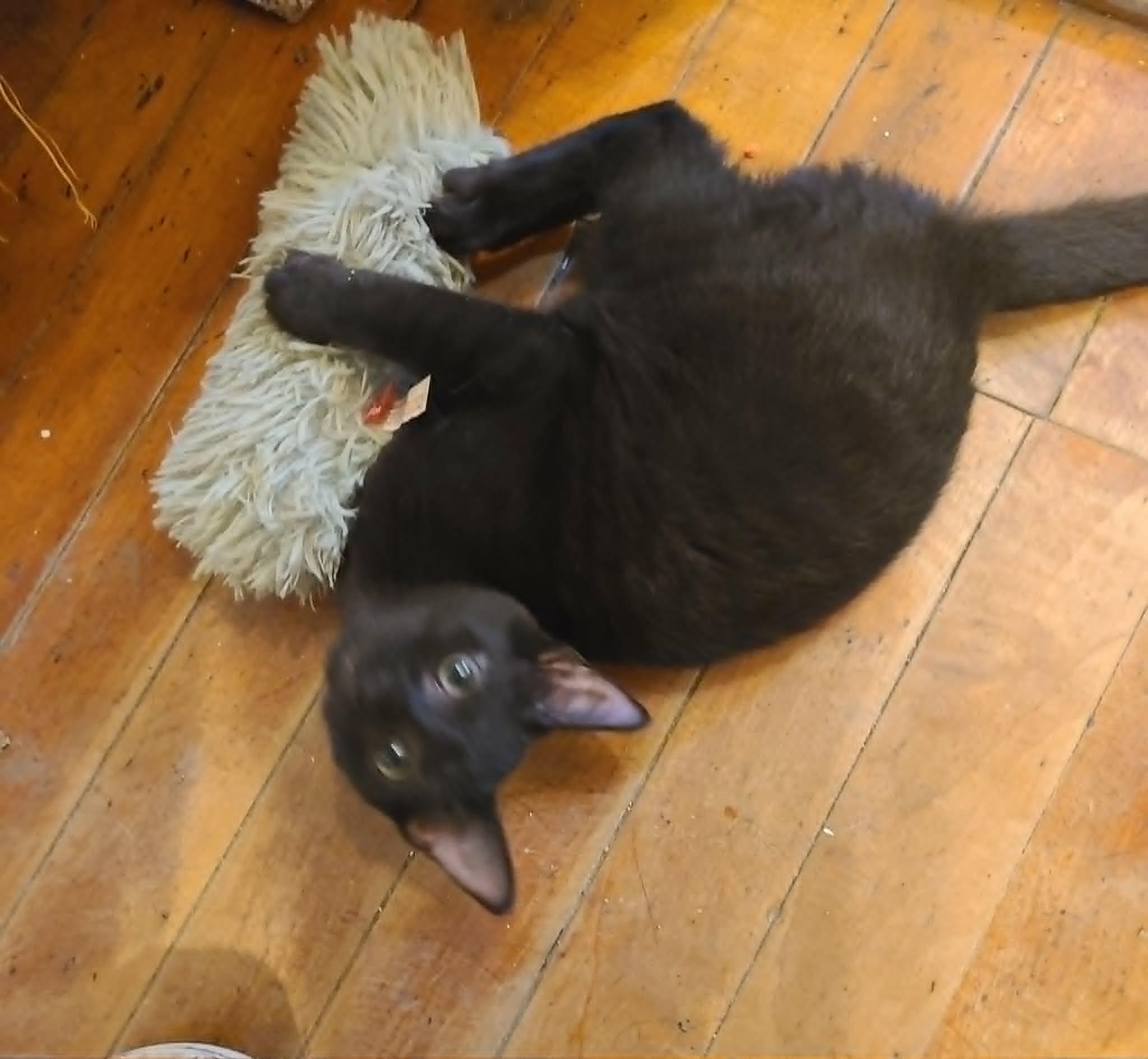 Edison, ADOPTABLE, Kitten Male Domestic Short Hair.