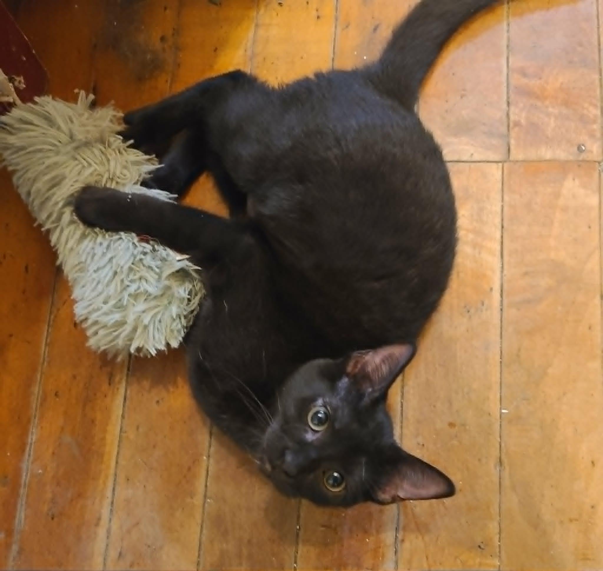 Edison, a ADOPTABLE Domestic Short Hair in Waynetown, IN image 2/2