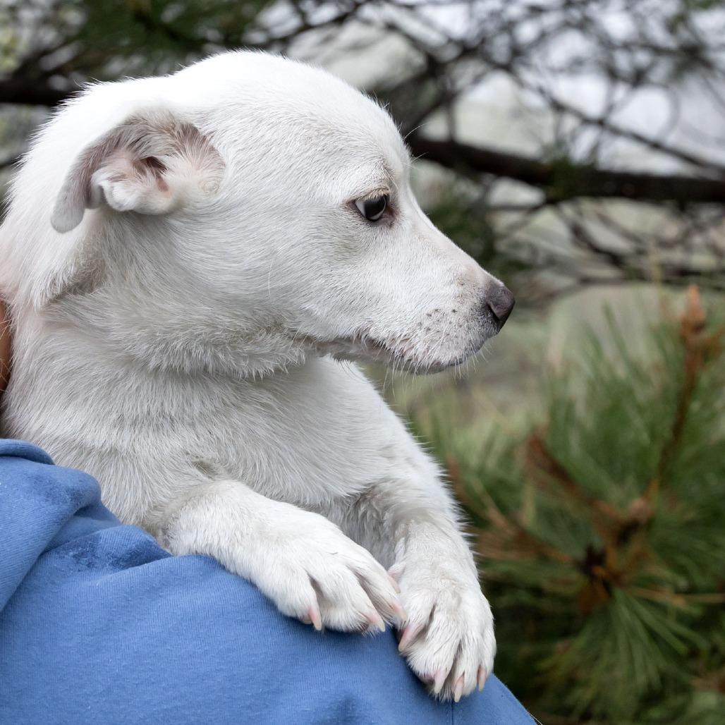 Arnie, Adoptable, Puppy Male Mixed Breed.
