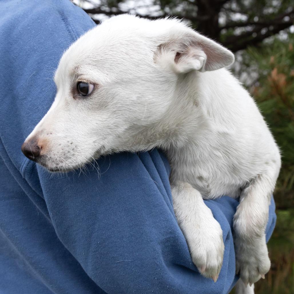Enlarge Arnie, a Adoptable Mixed Breed in Erie, PA image 2/6