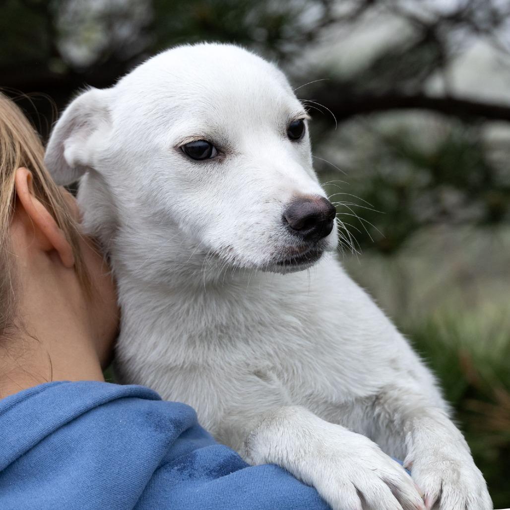 Enlarge Arnie, a Adoptable Mixed Breed in Erie, PA image 3/6