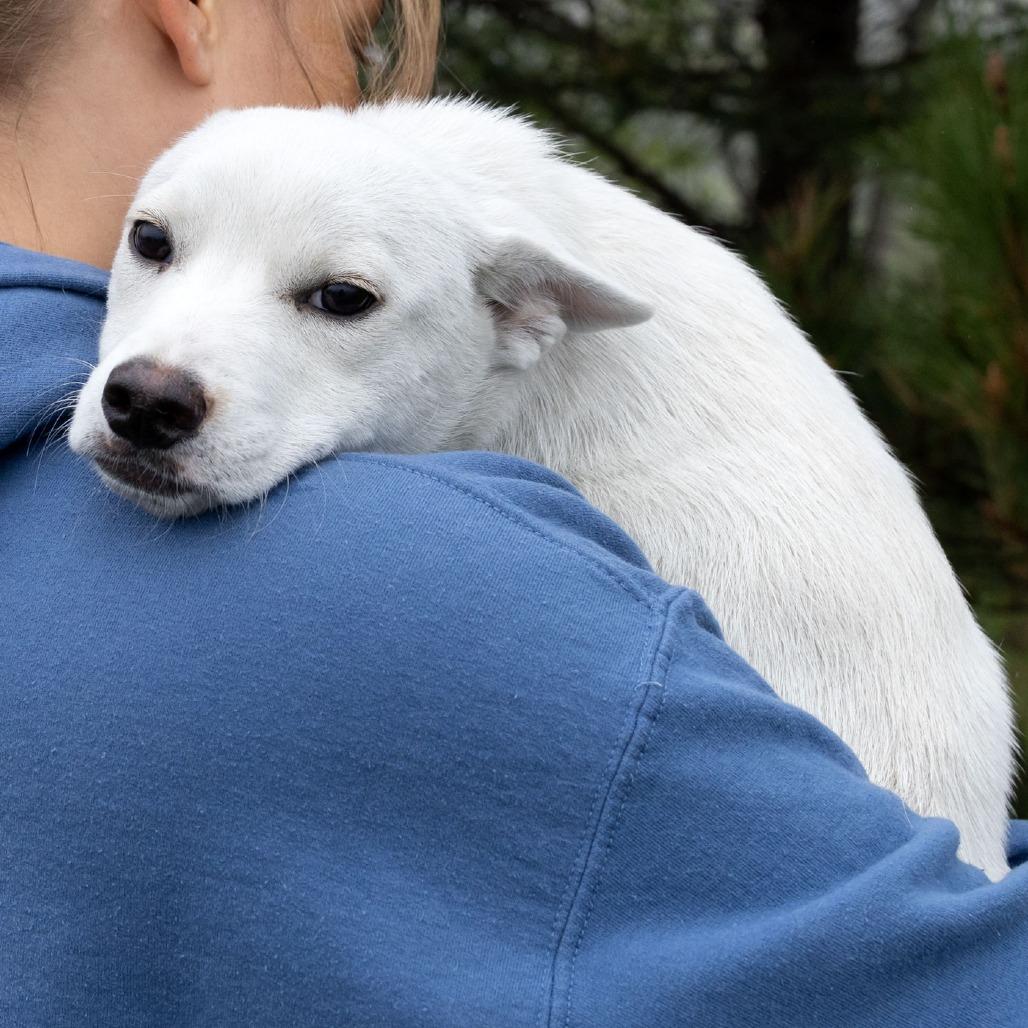Enlarge Arnie, a Adoptable Mixed Breed in Erie, PA image 4/6