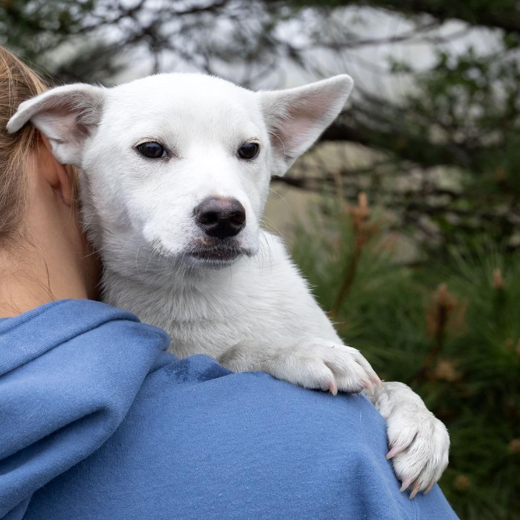 Enlarge Arnie, a Adoptable Mixed Breed in Erie, PA image 5/6