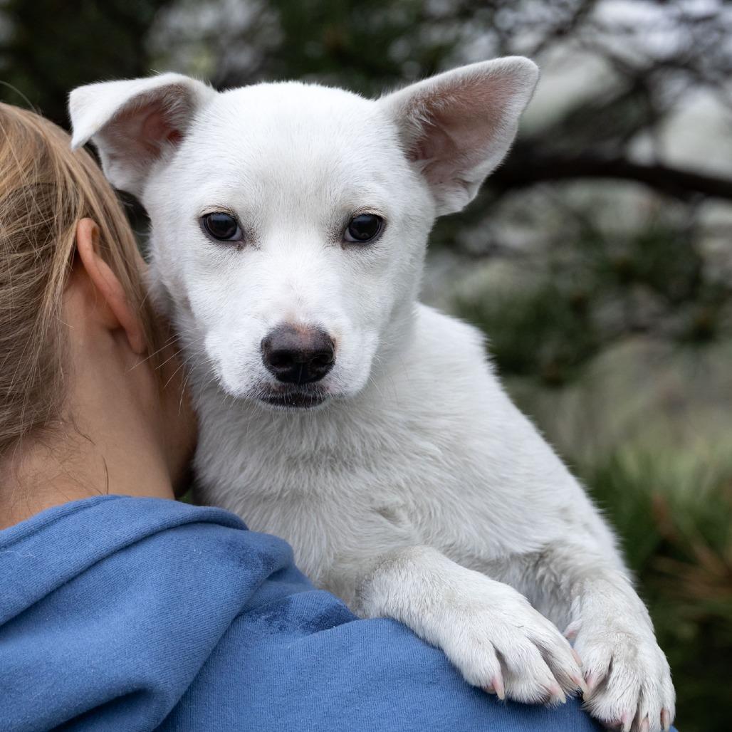 Enlarge Arnie, a Adoptable Mixed Breed in Erie, PA image 6/6