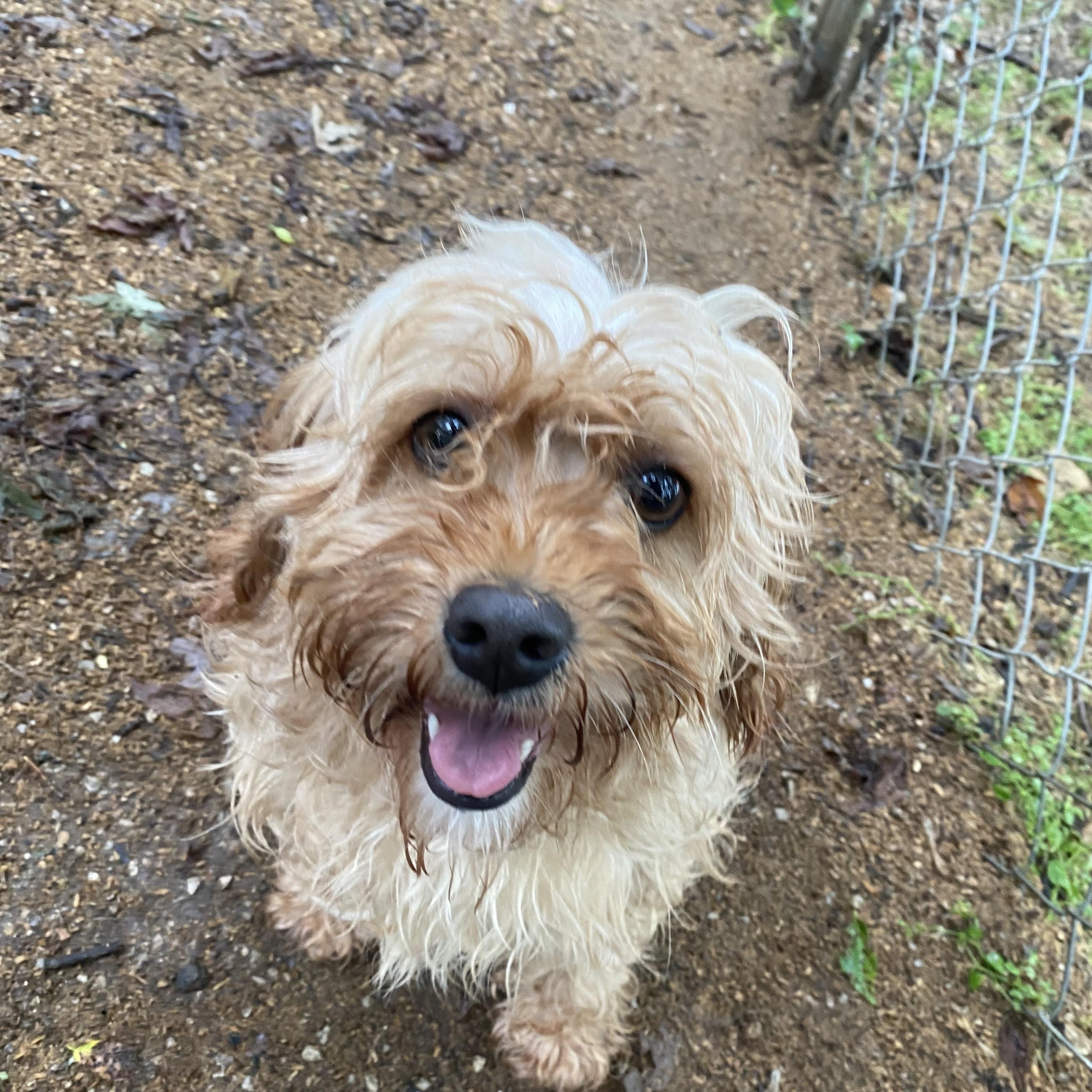Nesta, an adoptable Cavapoo in Sugar Grove, IL, 60554 | Photo Image 1