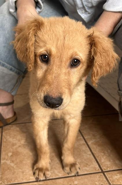 Enlarge Ashley, a ADOPTABLE mixed breed in Memphis, TN image 5/6