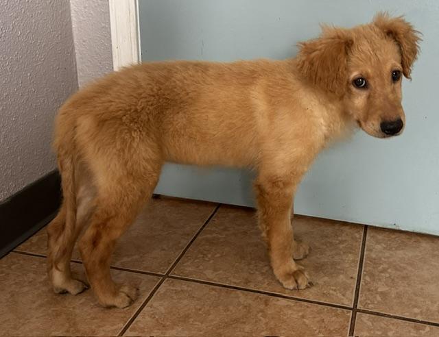 Enlarge Ashley, a ADOPTABLE mixed breed in Memphis, TN image 6/6