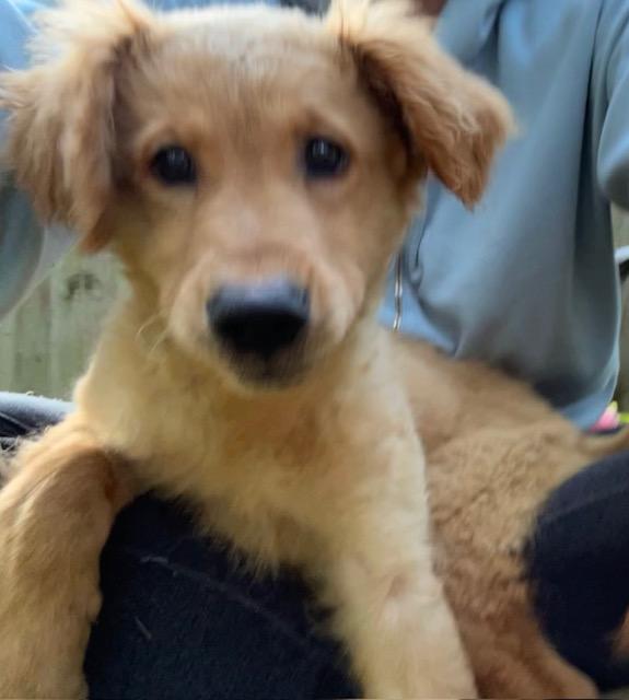 Enlarge Ashley, a ADOPTABLE mixed breed in Memphis, TN image 1/6