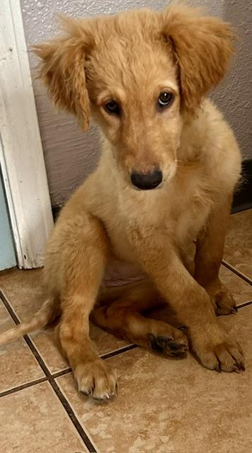 Enlarge Ashley, a ADOPTABLE mixed breed in Memphis, TN image 3/6