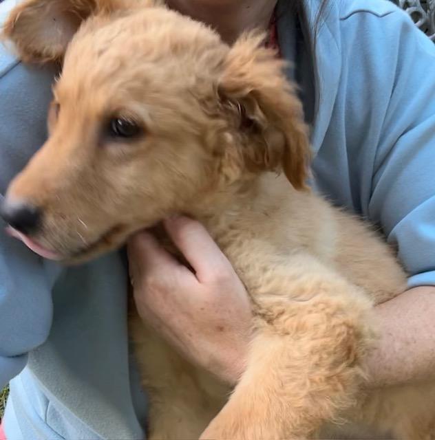 Enlarge Ashley, a ADOPTABLE mixed breed in Memphis, TN image 2/6