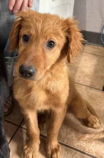 Enlarge Ashley, a ADOPTABLE mixed breed in Memphis, TN image 4/6