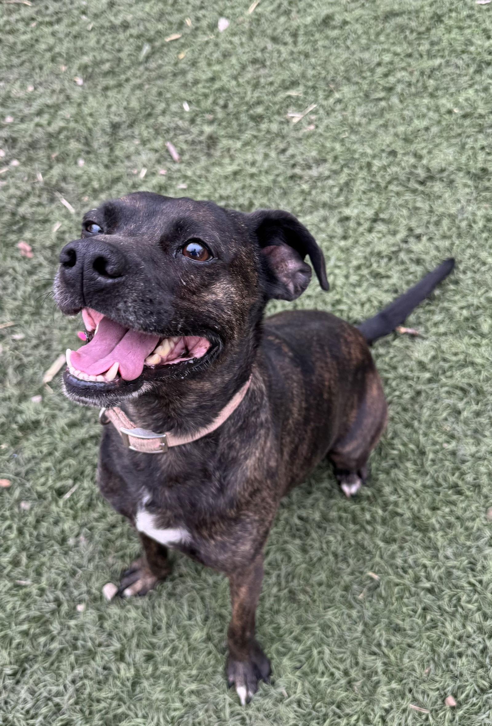 Tommy, a Adoptable Mixed Breed in Leavenworth, KS image 2/2