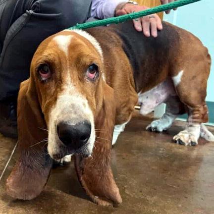Enlarge BEAU - HONORARY ADOPTION, a Adopted Basset Hound in Mays Landing, NJ image 1/3