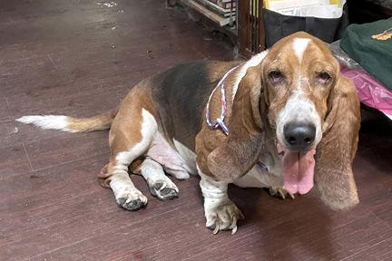 Enlarge BEAU - HONORARY ADOPTION, a Adopted Basset Hound in Mays Landing, NJ image 2/3