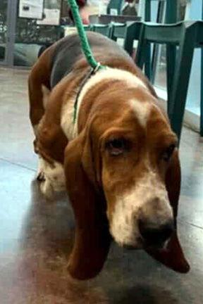Enlarge BEAU - HONORARY ADOPTION, a Adopted Basset Hound in Mays Landing, NJ image 3/3