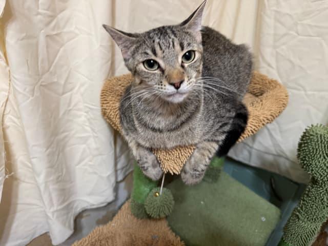 Enlarge Bugs-Grasshopper, a Adoptable Domestic Short Hair in Arlington, TX image 1/1