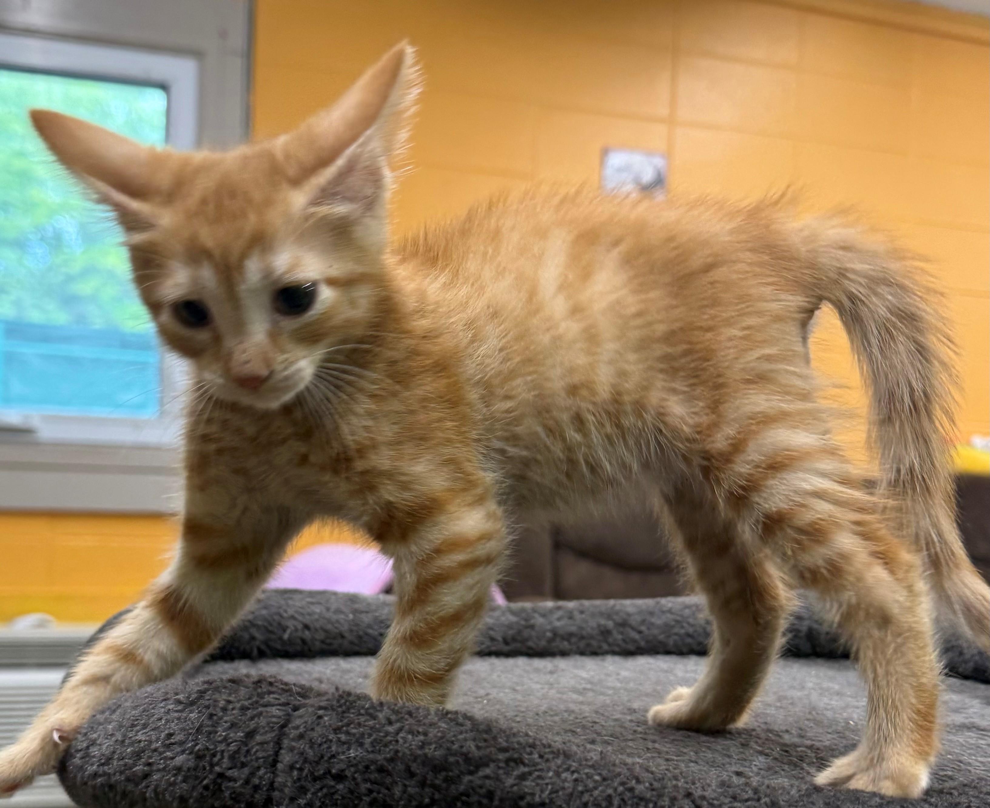 Mezzelune, adopted, Kitten Male Domestic Short Hair.