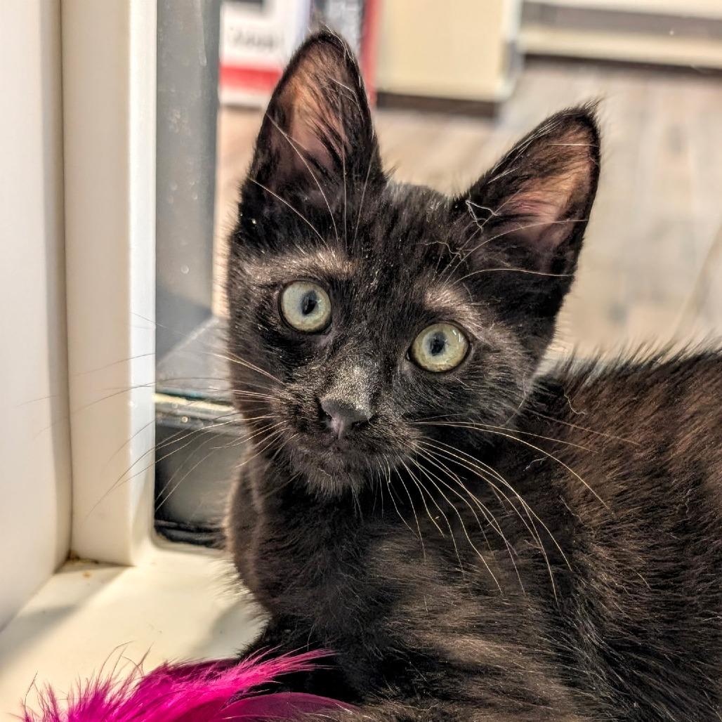 Shine, Adoptable, Kitten Female Domestic Short Hair.