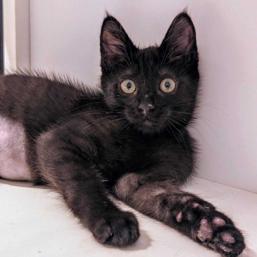 Shine, a Adoptable Domestic Short Hair in Pleasanton, CA image 2/4