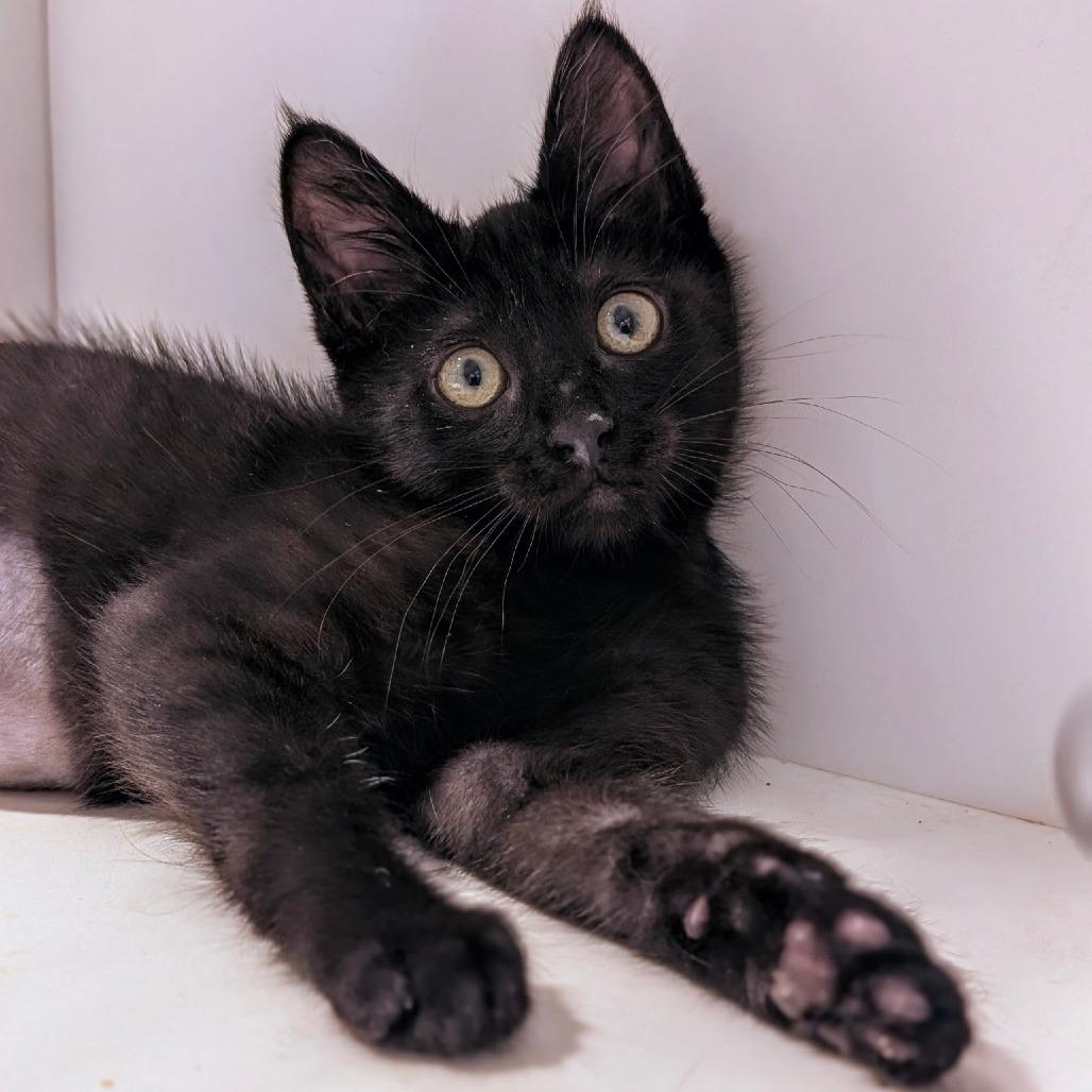 Shine, a Adoptable Domestic Short Hair in Pleasanton, CA image 3/4