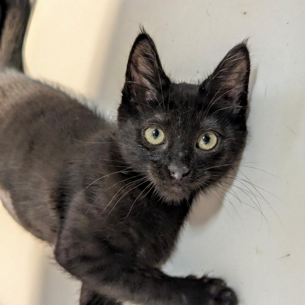 Shine, a Adoptable Domestic Short Hair in Pleasanton, CA image 4/4
