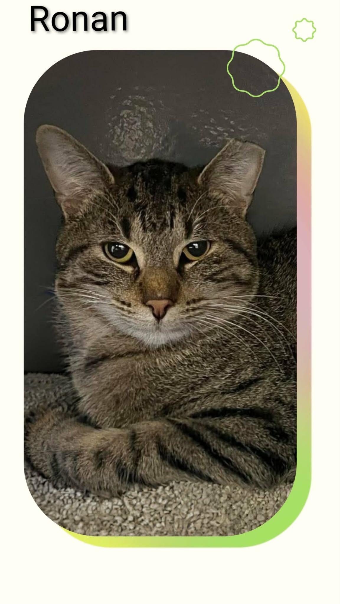 Ronan, Adopted, Young Male Domestic Short Hair.