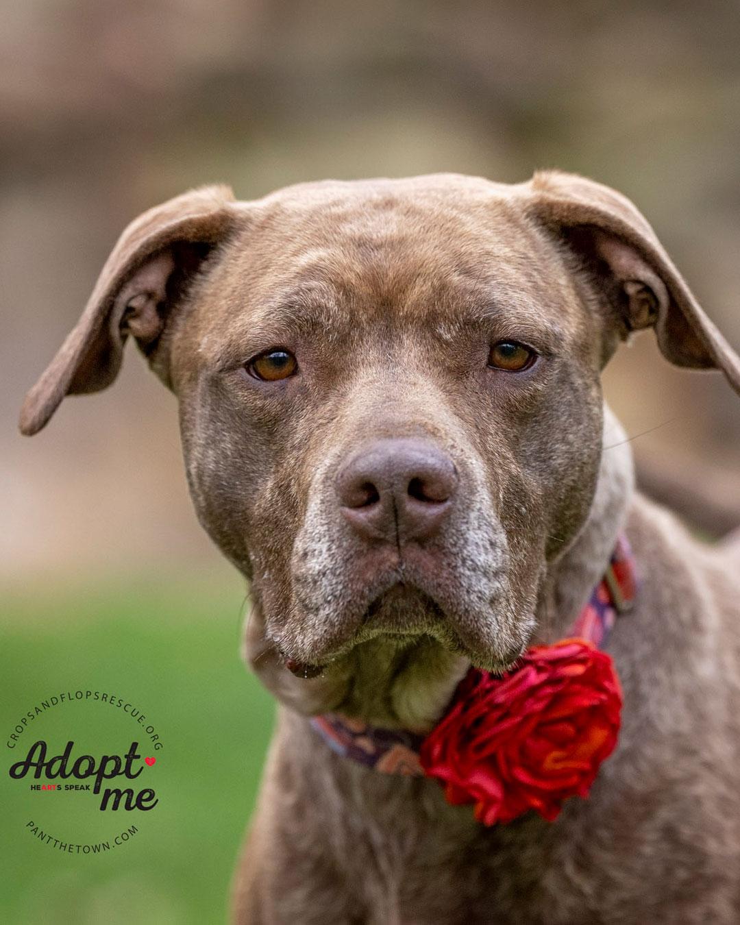 Foxy Brown, a Adoptable mixed breed in Sudbury, MA image 1/3