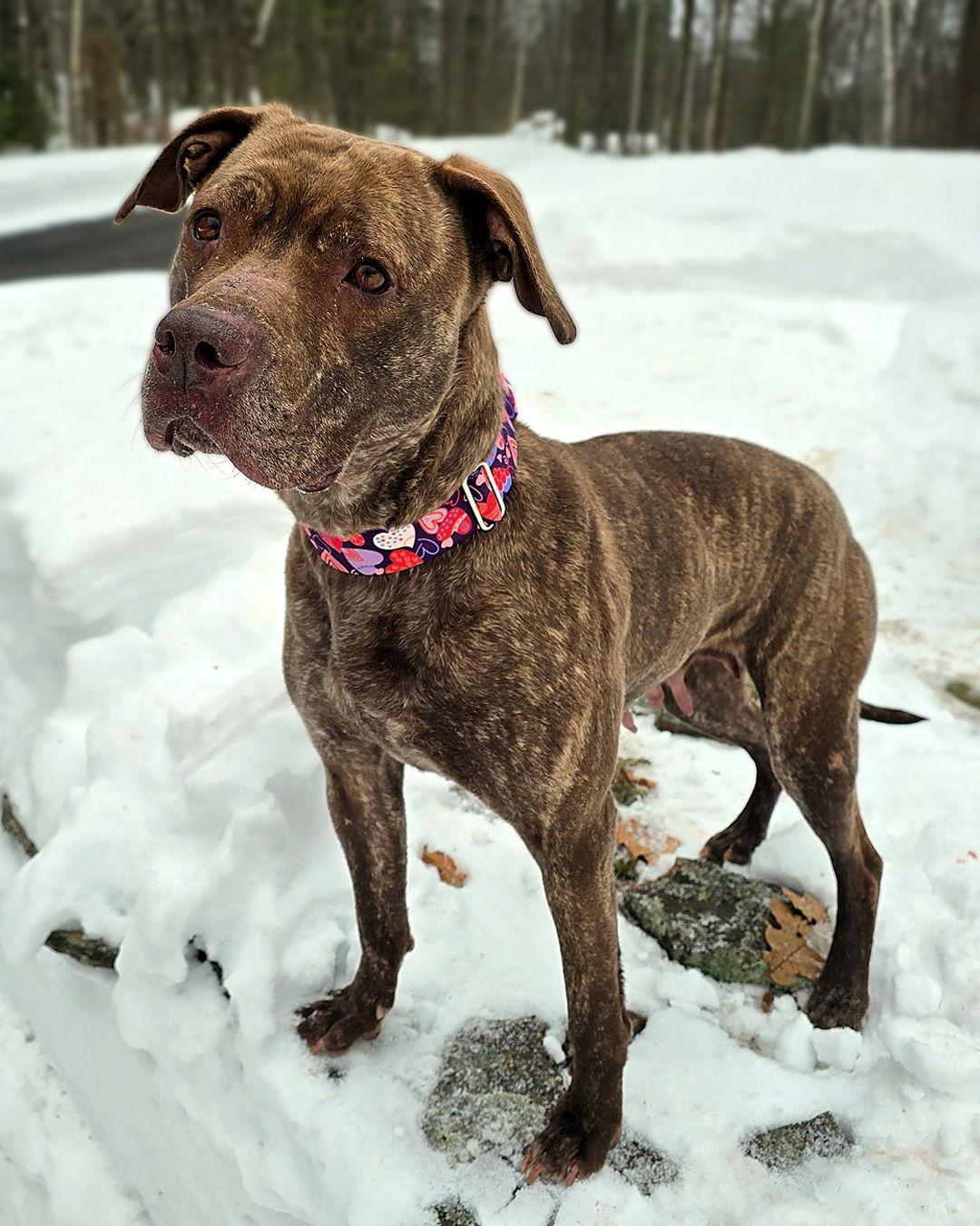 Enlarge Foxy Brown, a Adoptable mixed breed in Sudbury, MA image 2/4