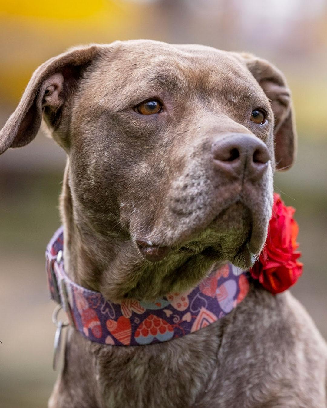 Foxy Brown, a Adoptable mixed breed in Sudbury, MA image 2/3