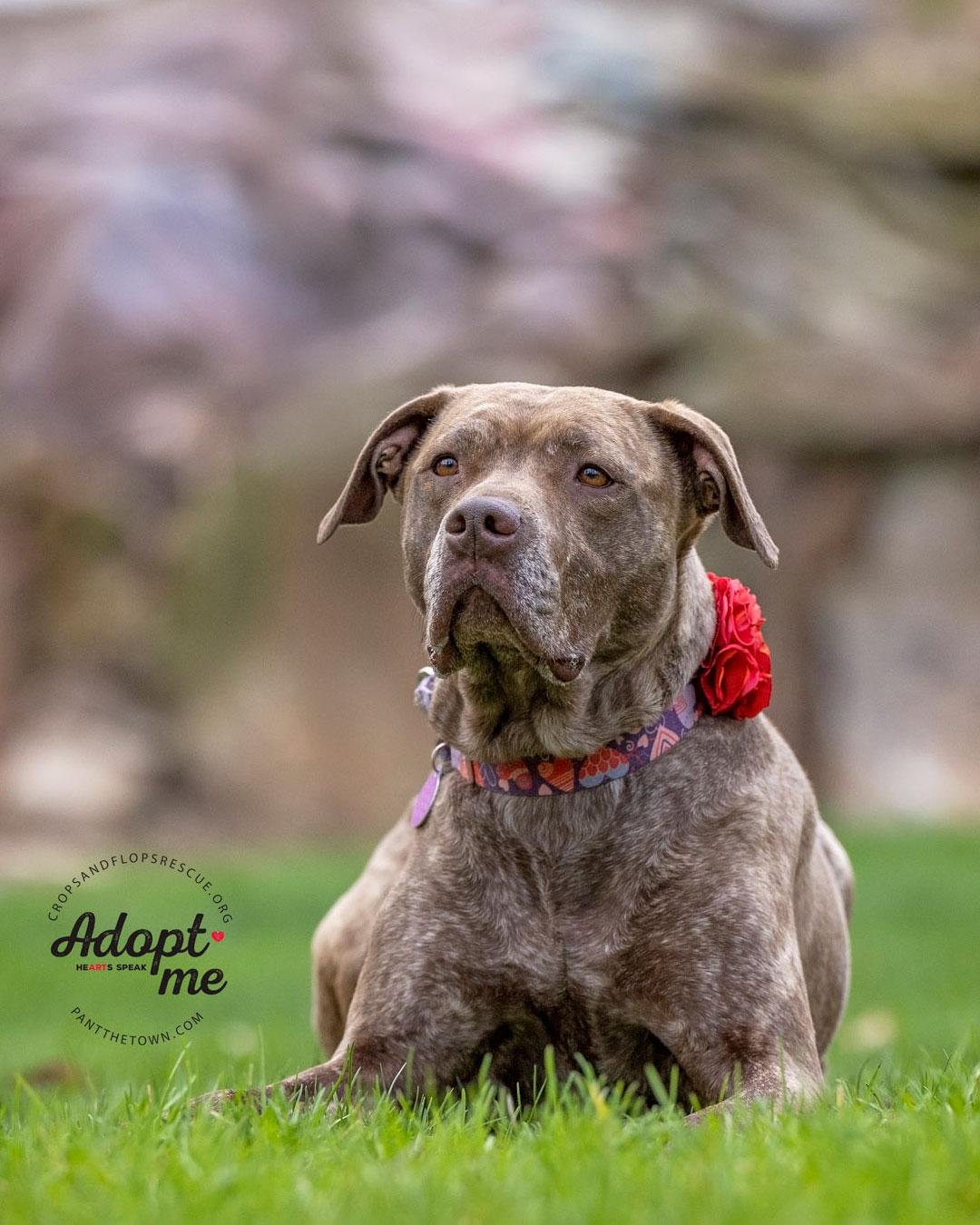 Foxy Brown, a Adoptable mixed breed in Sudbury, MA image 3/3