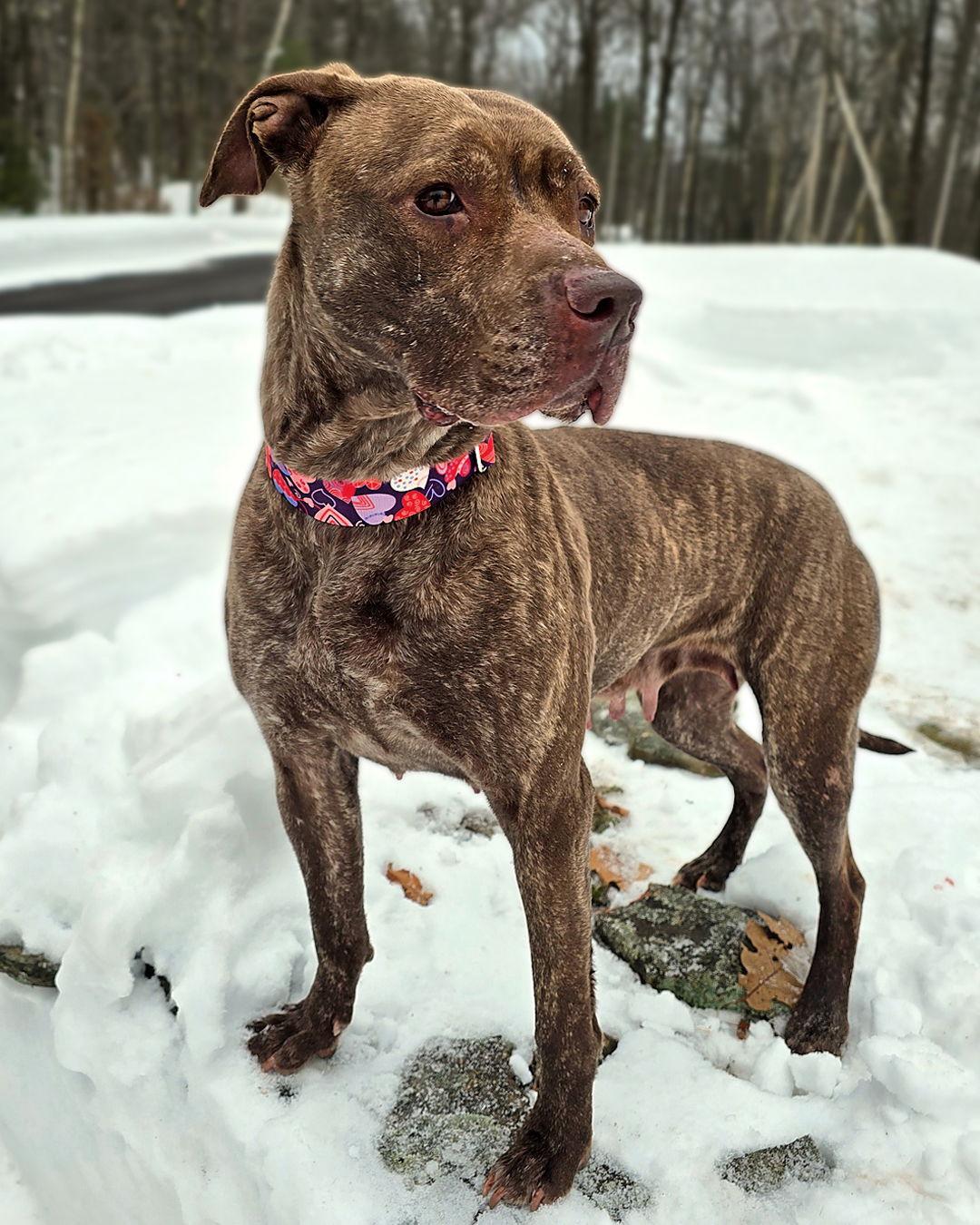 Enlarge Foxy Brown, a Adoptable mixed breed in Sudbury, MA image 3/4