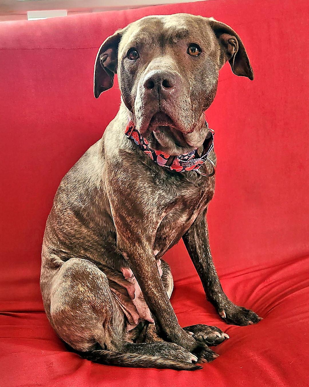 Enlarge Foxy Brown, a Adoptable mixed breed in Sudbury, MA image 1/4