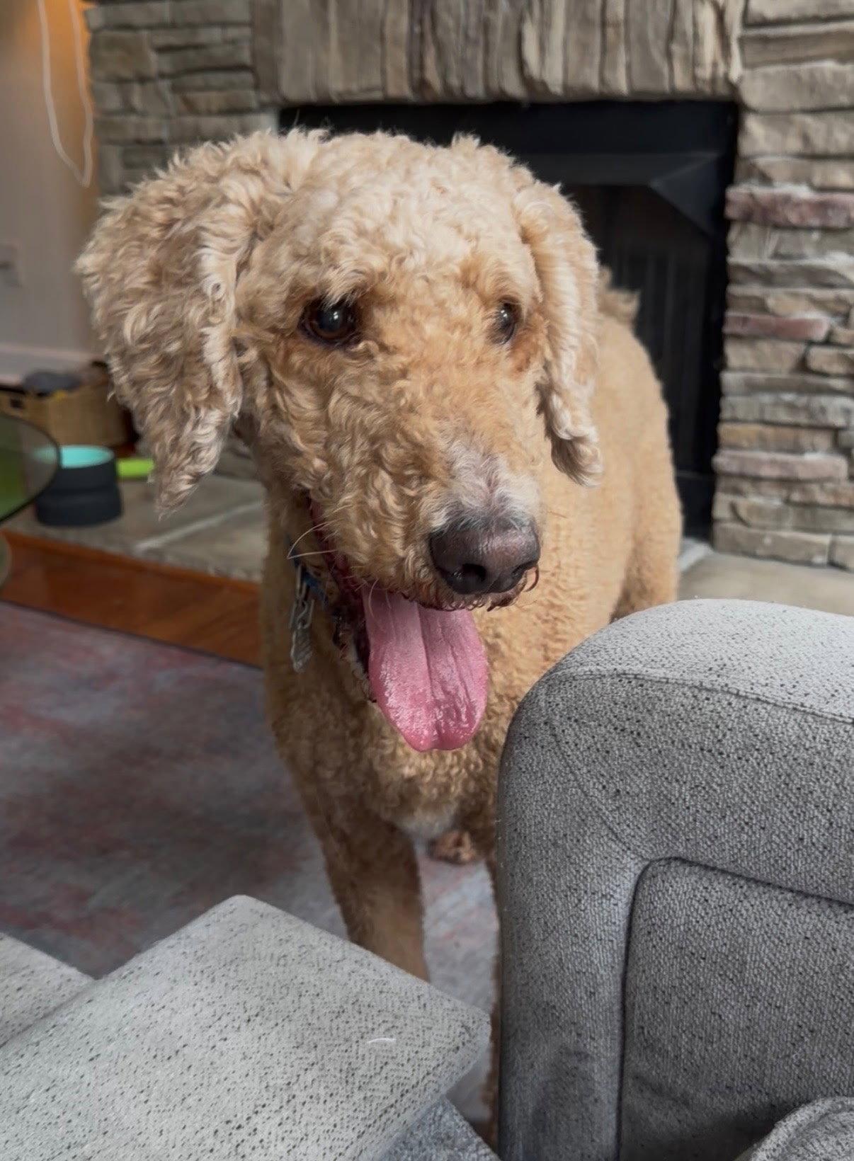 BLAKE, Adopted, Adult Male Standard Poodle.