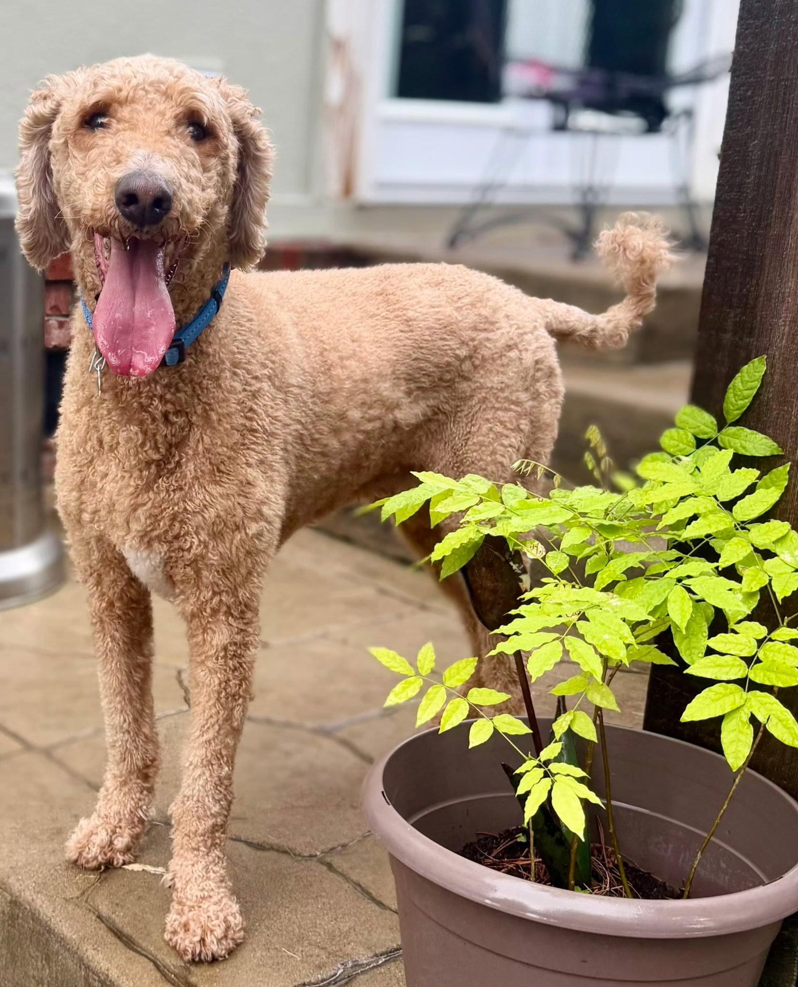 Enlarge BLAKE, a Adopted Standard Poodle in Franklin, TN image 2/3