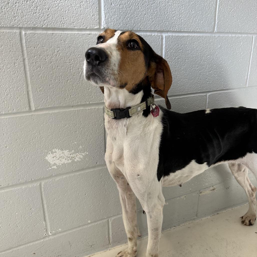 Maisy, Adoptable, Adult Female Coonhound & Mixed Breed.