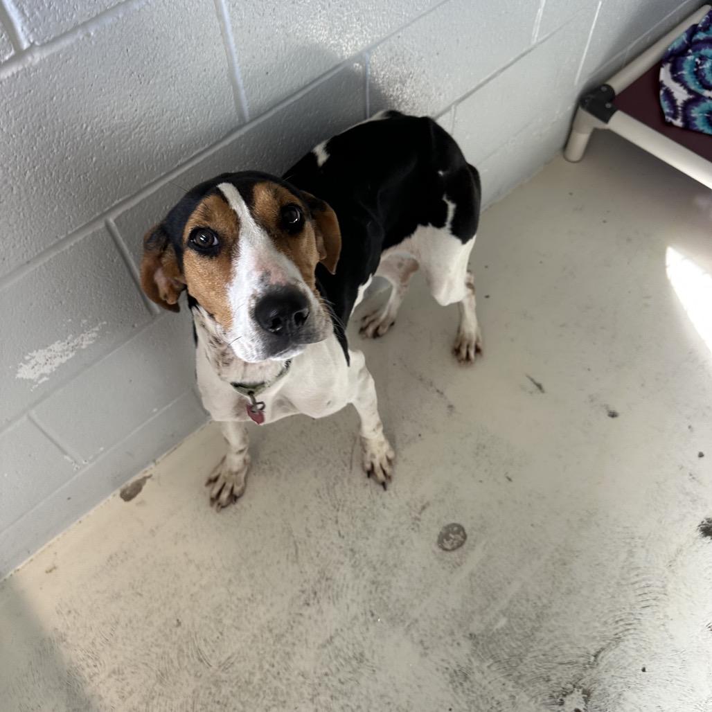 Enlarge Maisy, a Adoptable mixed breed in Delaware, OH image 2/6
