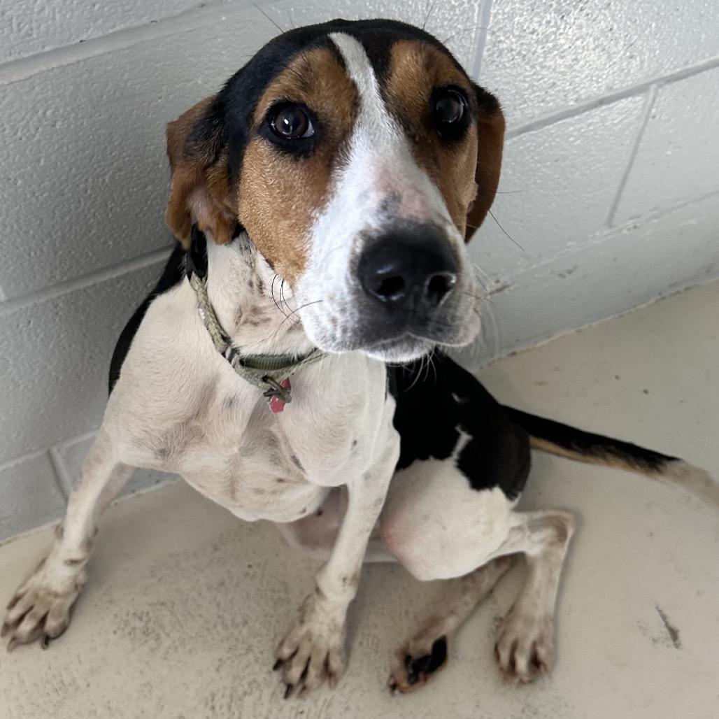 Enlarge Maisy, a Adoptable mixed breed in Delaware, OH image 3/6