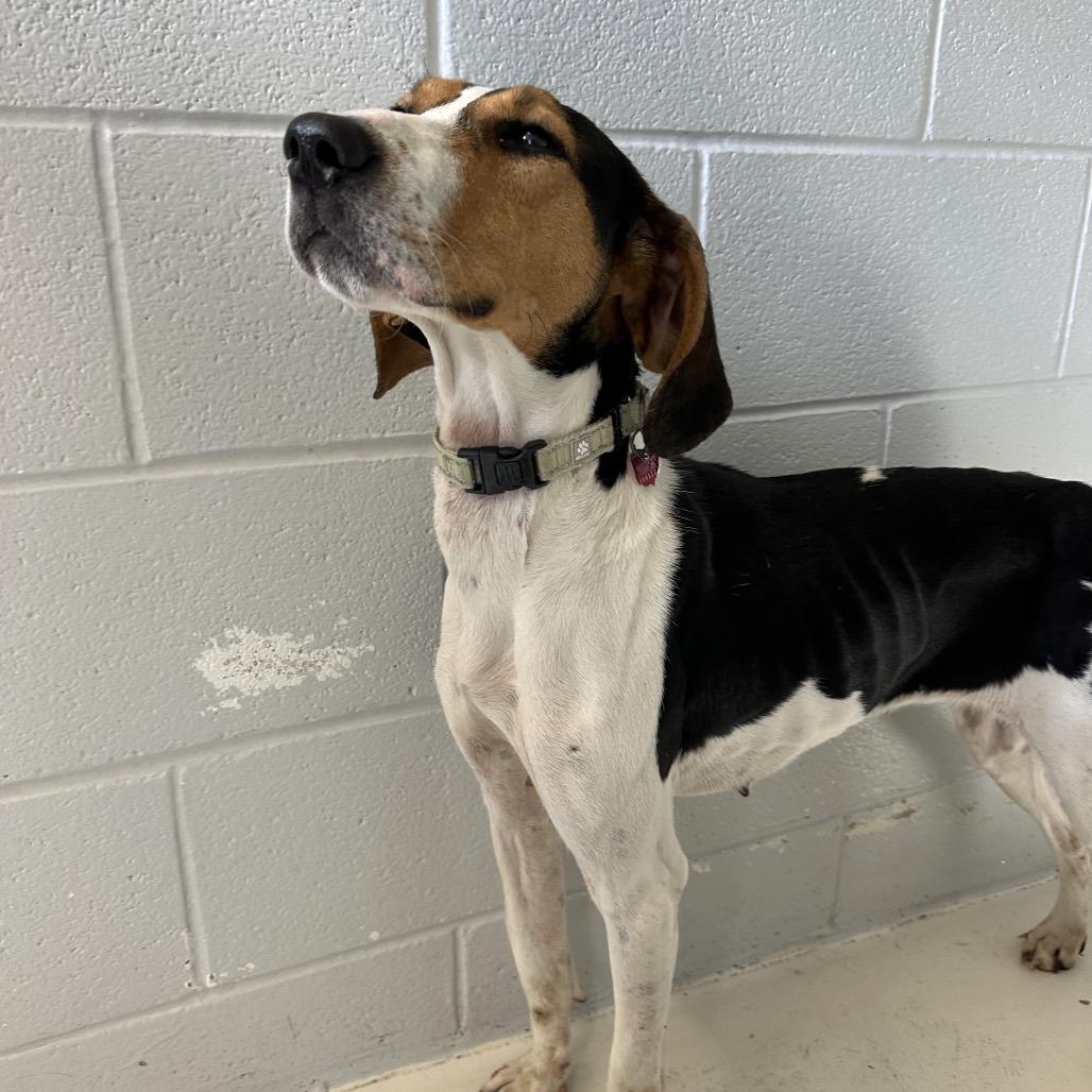 Enlarge Maisy, a Adoptable mixed breed in Delaware, OH image 4/6