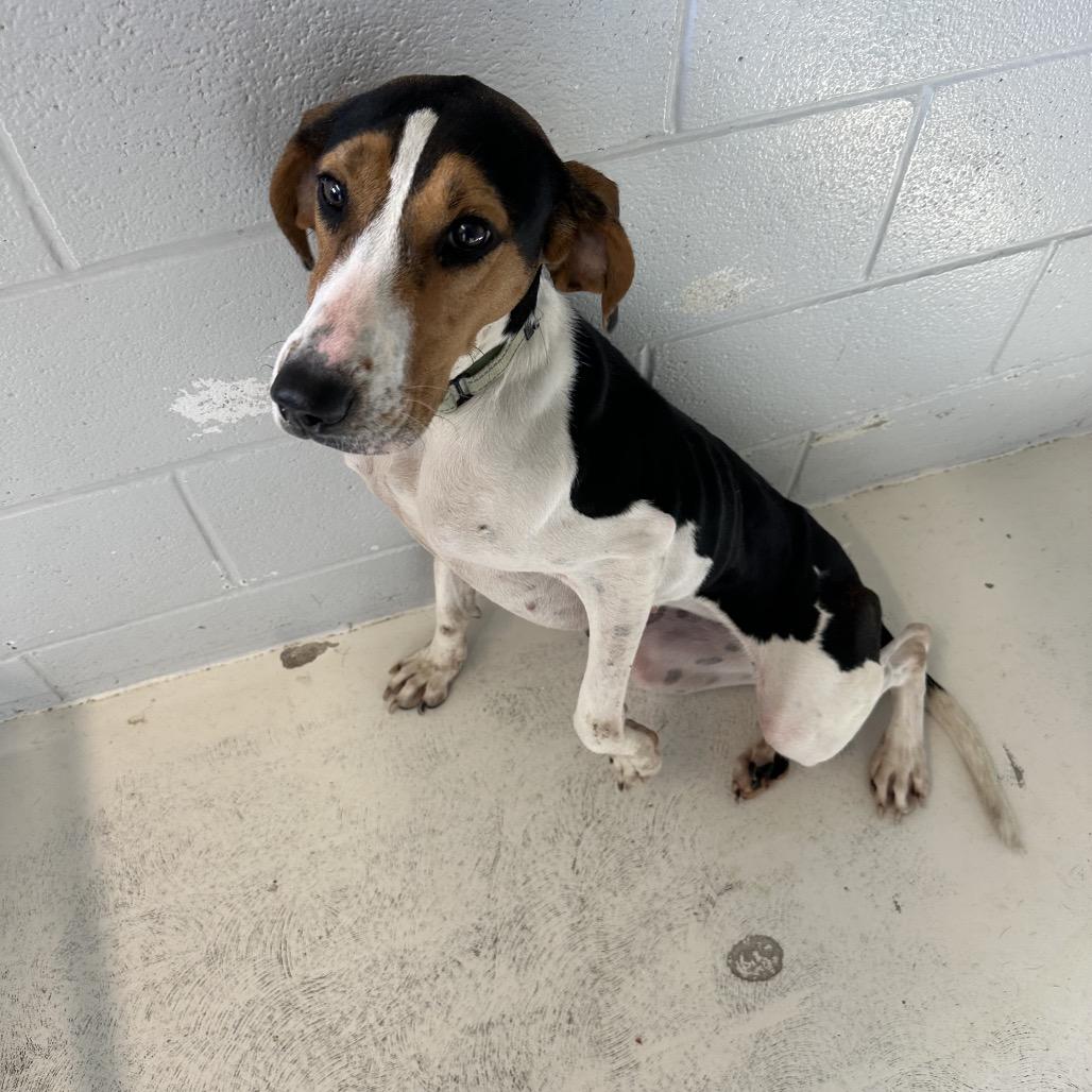Enlarge Maisy, a Adoptable mixed breed in Delaware, OH image 5/6
