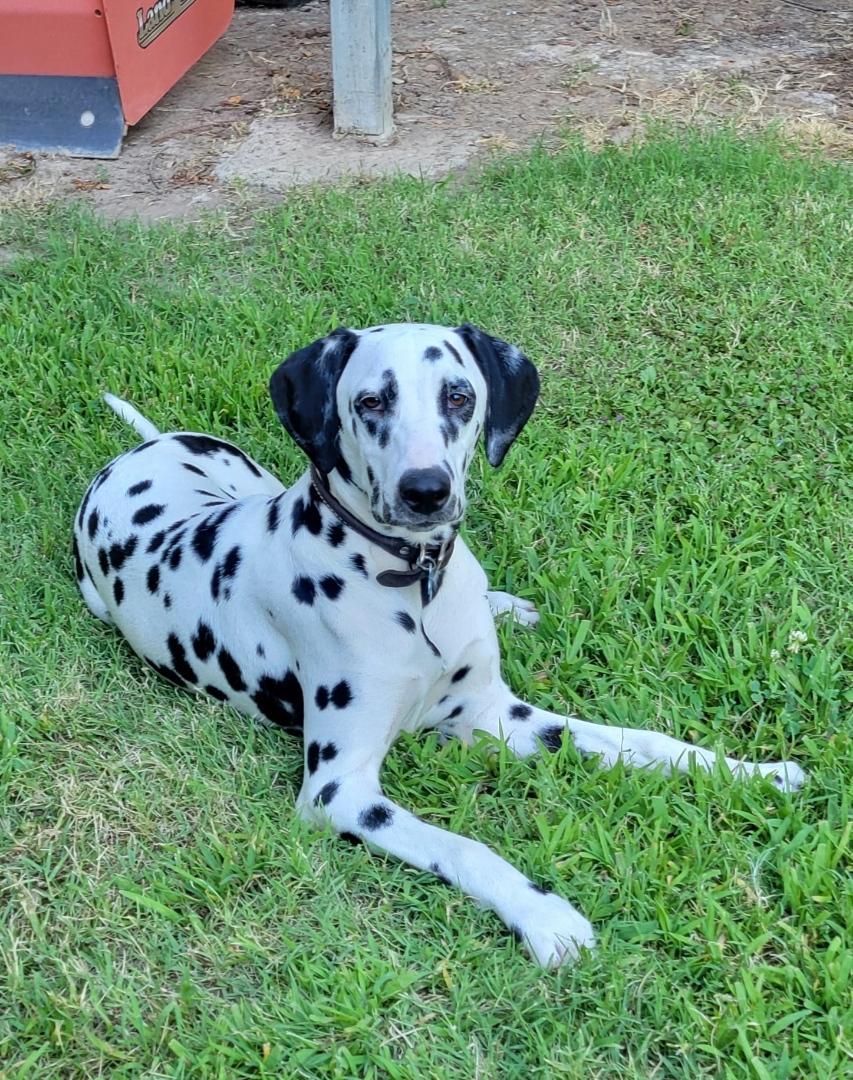 Penny-ADOPTION PENDING, an adopted Dalmatian in Vernonia, OR image 1/4