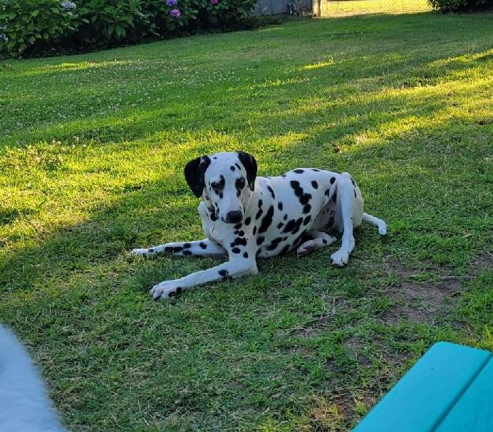 Penny-ADOPTION PENDING, an adopted Dalmatian in Vernonia, OR image 3/4