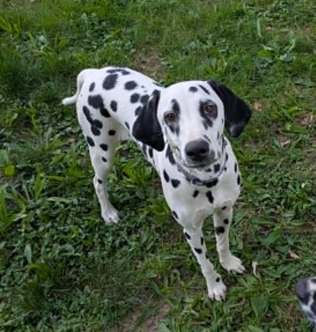 Penny-ADOPTION PENDING, an adopted Dalmatian in Vernonia, OR image 2/4