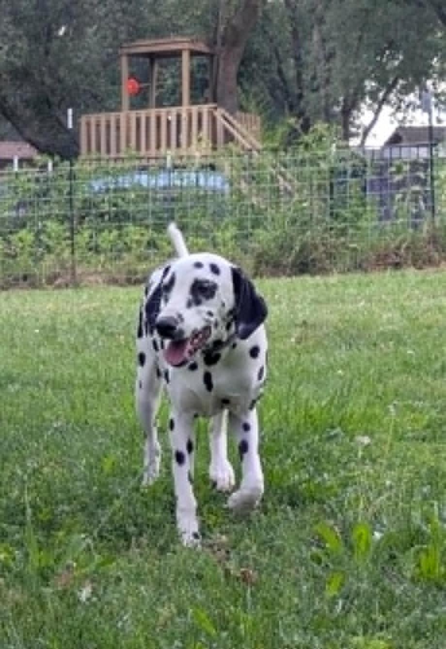 Penny-ADOPTION PENDING, an adopted Dalmatian in Vernonia, OR image 4/4