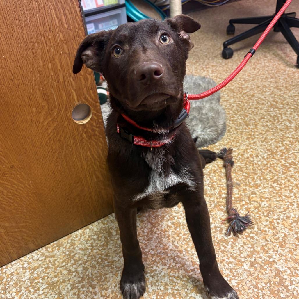 Enlarge Ichiro Suzuki, a Adoptable mixed breed in Chehalis, WA image 1/2