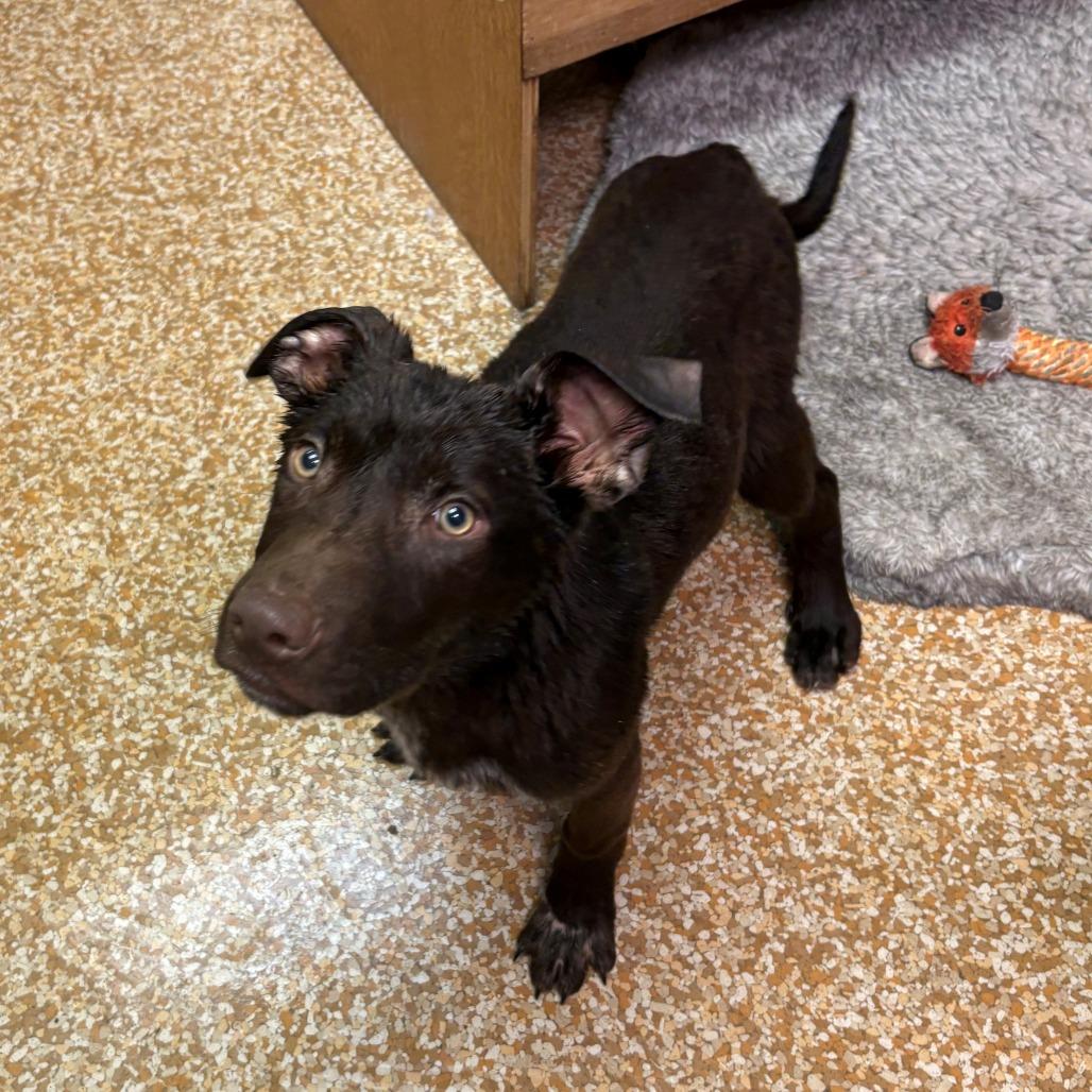 Enlarge Ichiro Suzuki, a Adoptable mixed breed in Chehalis, WA image 2/2