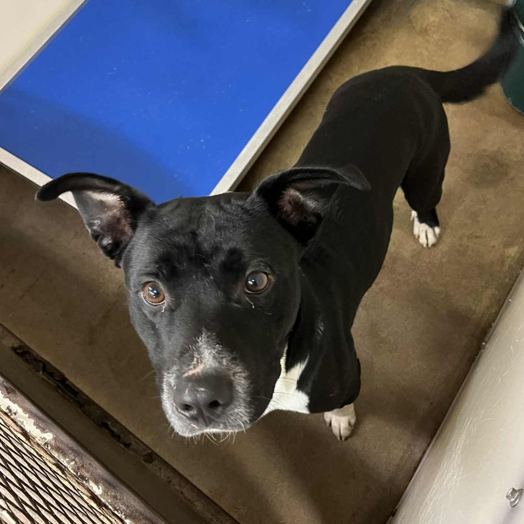 Kaloni, Adoptable, Adult Male Pit Bull Terrier & Mixed Breed.