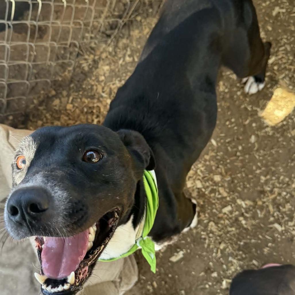 Enlarge Kaloni, a Adoptable mixed breed in Stephenville, TX image 2/4